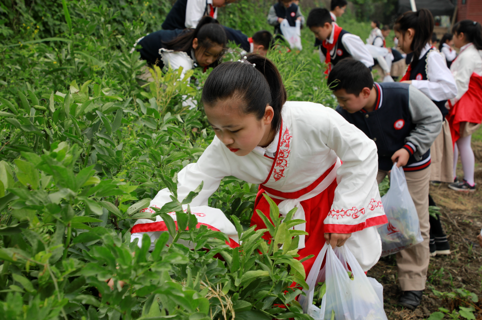 图11：学生采摘.png